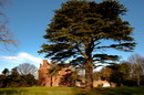 cedrus libani